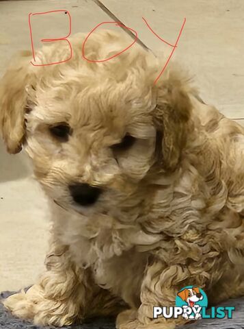 9week old puppies Moodle x cavoodle
