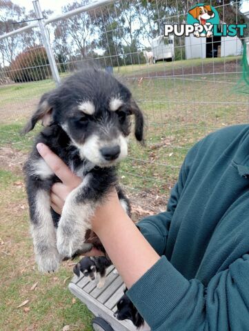 Chihuahua x poodles for sale ready to go