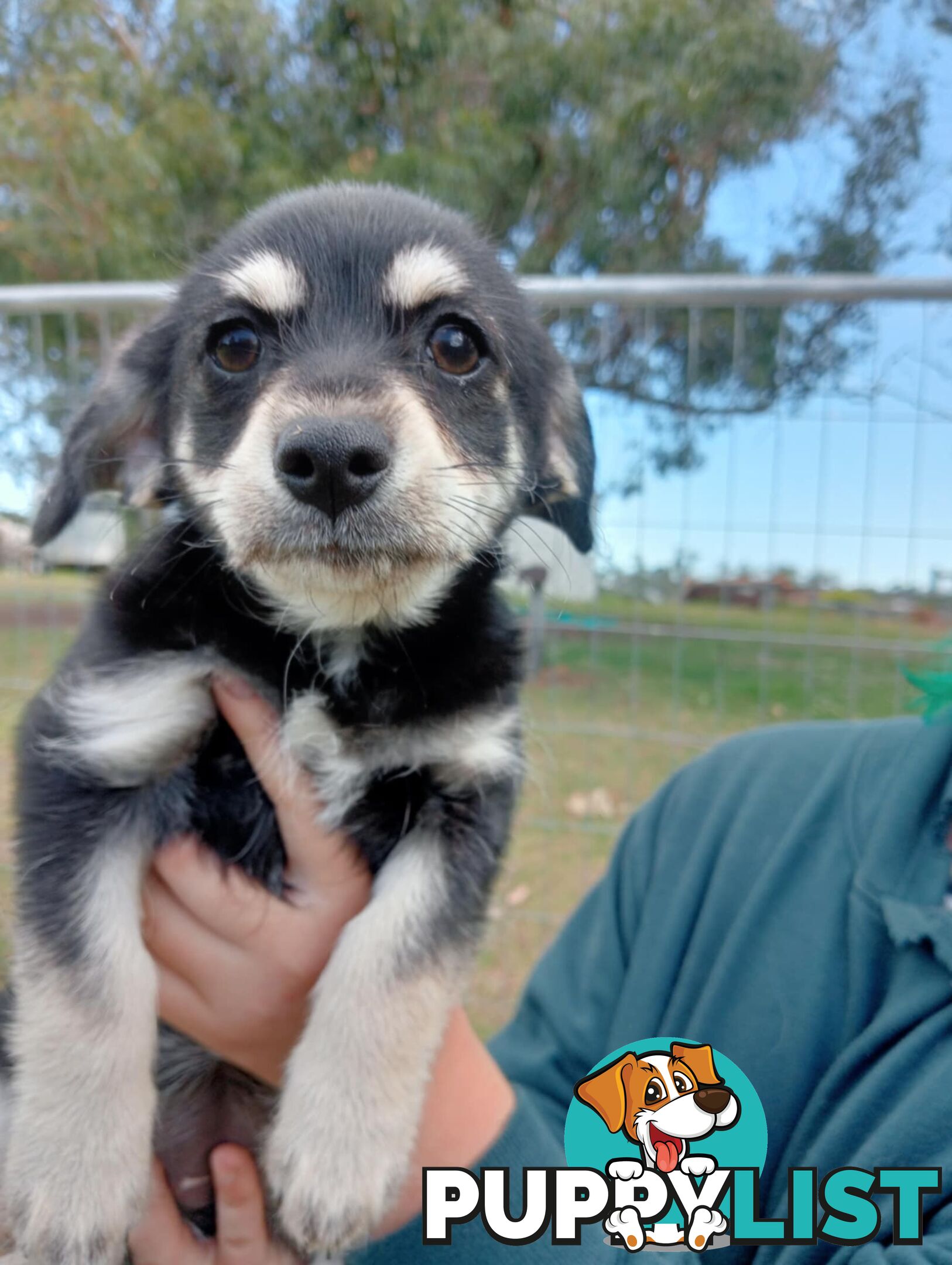 Chihuahua x poodles for sale ready to go