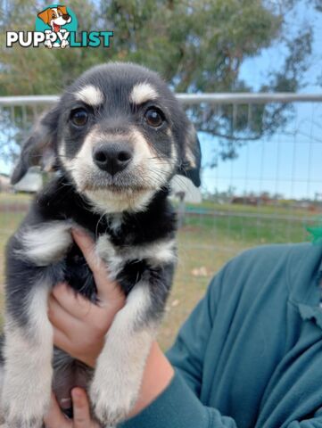 Chihuahua x poodles for sale ready to go