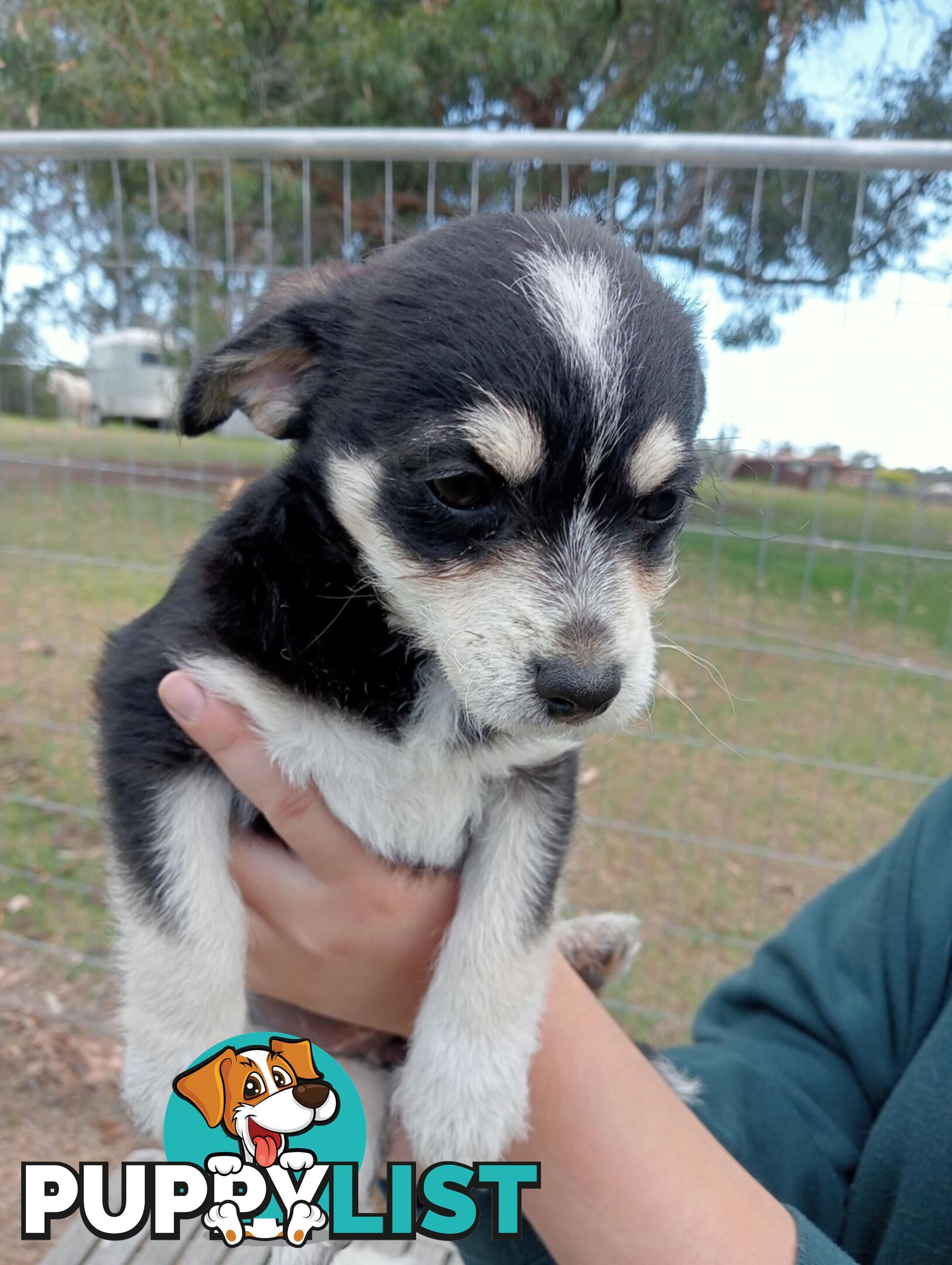 Chihuahua x poodles for sale ready to go