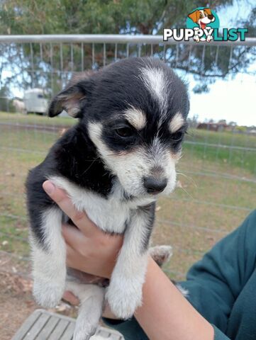 Chihuahua x poodles for sale ready to go