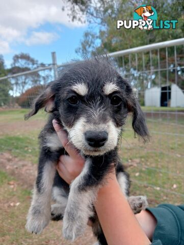 Chihuahua x poodles for sale ready to go