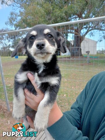 Chihuahua x poodles for sale ready to go