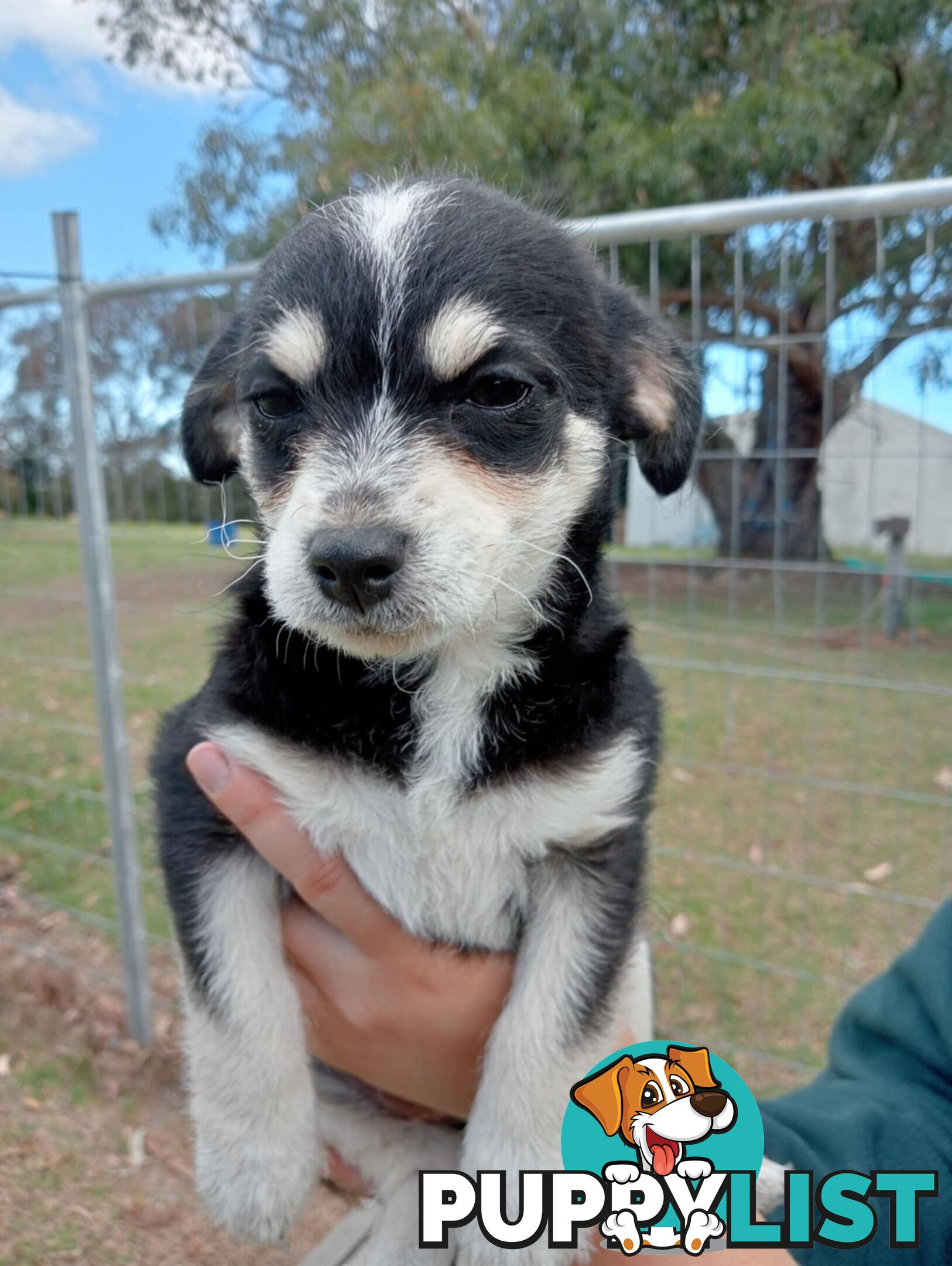 Chihuahua x poodles for sale ready to go