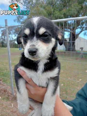 Chihuahua x poodles for sale ready to go