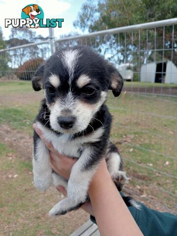 Chihuahua x poodles for sale ready to go