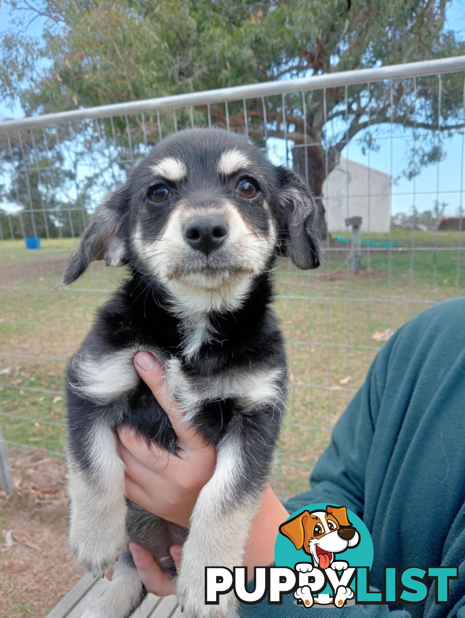 Chihuahua x poodles for sale ready to go