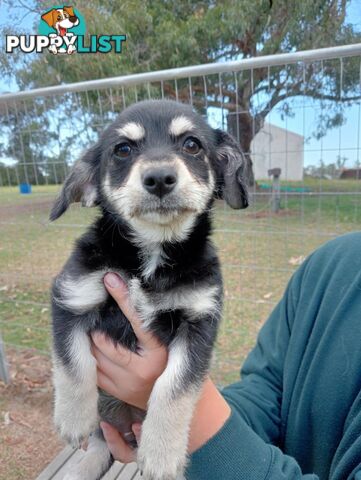 Chihuahua x poodles for sale ready to go