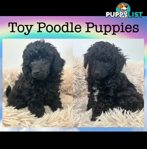 Purebred Toy Poodles 2 Males available