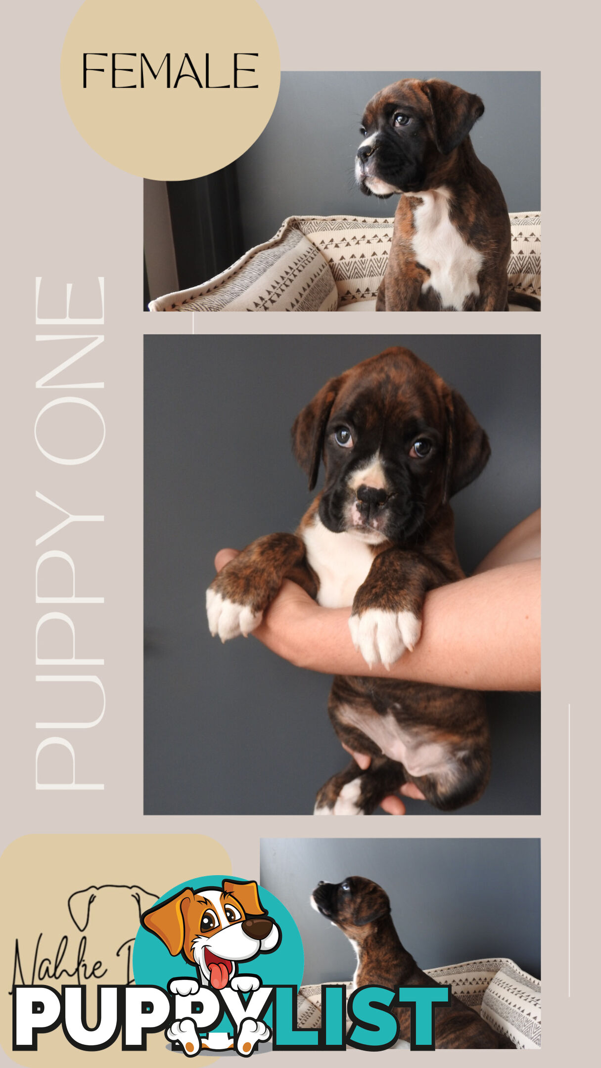 Boxer Puppies For Sale