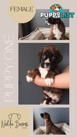 Boxer Puppies For Sale