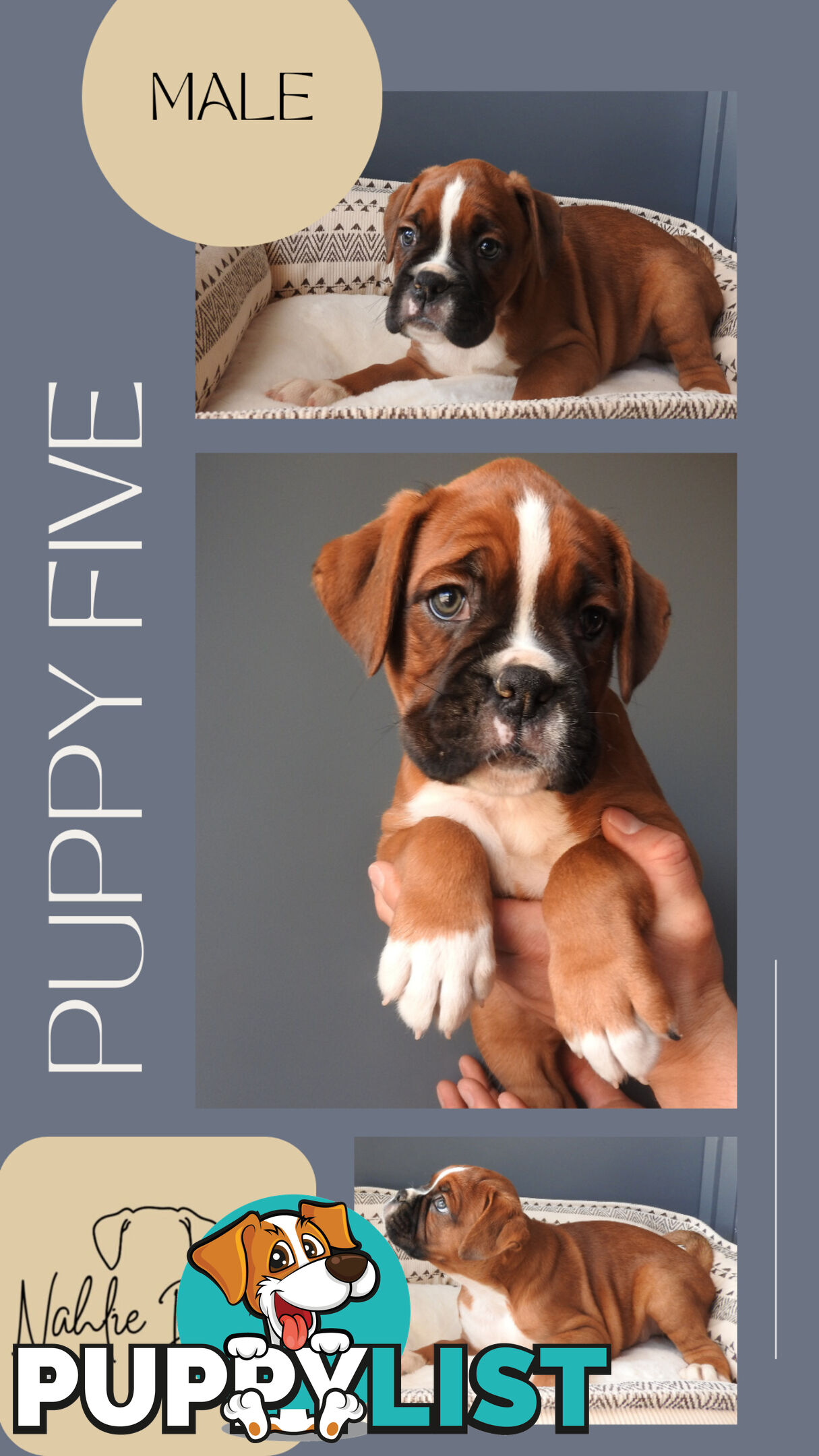 Boxer Puppies For Sale