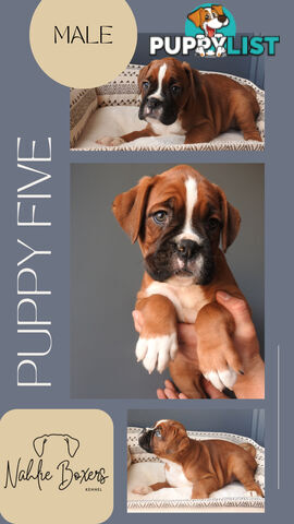 Boxer Puppies For Sale