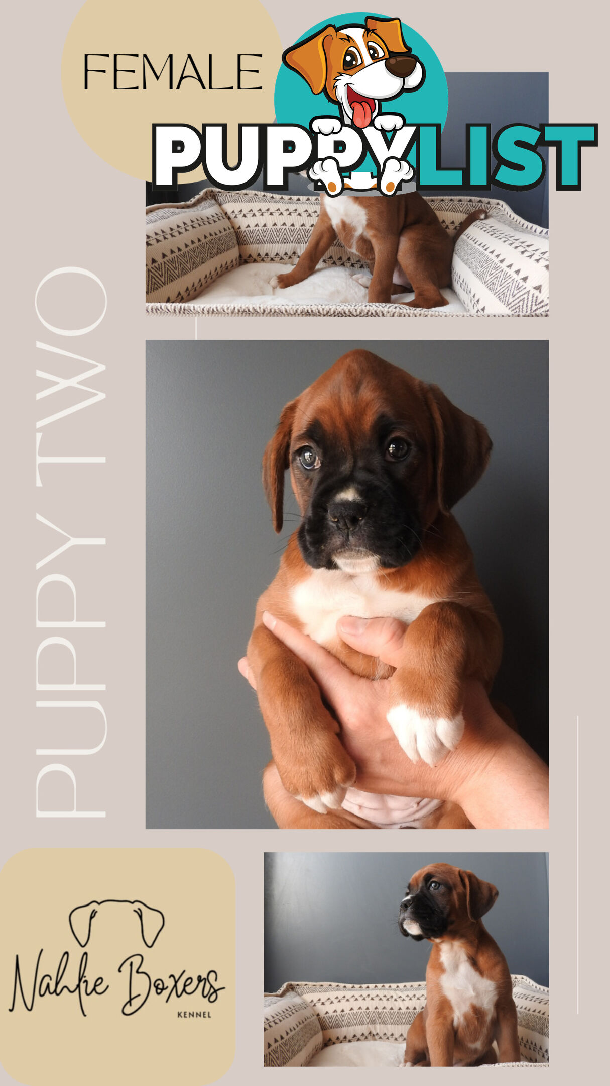 Boxer Puppies For Sale