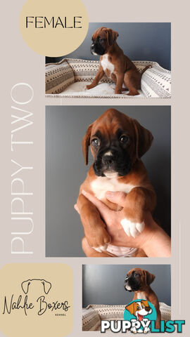 Boxer Puppies For Sale