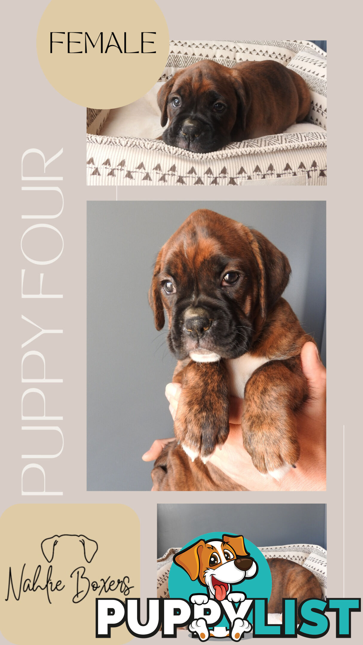 Boxer Puppies For Sale