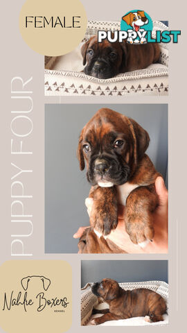 Boxer Puppies For Sale