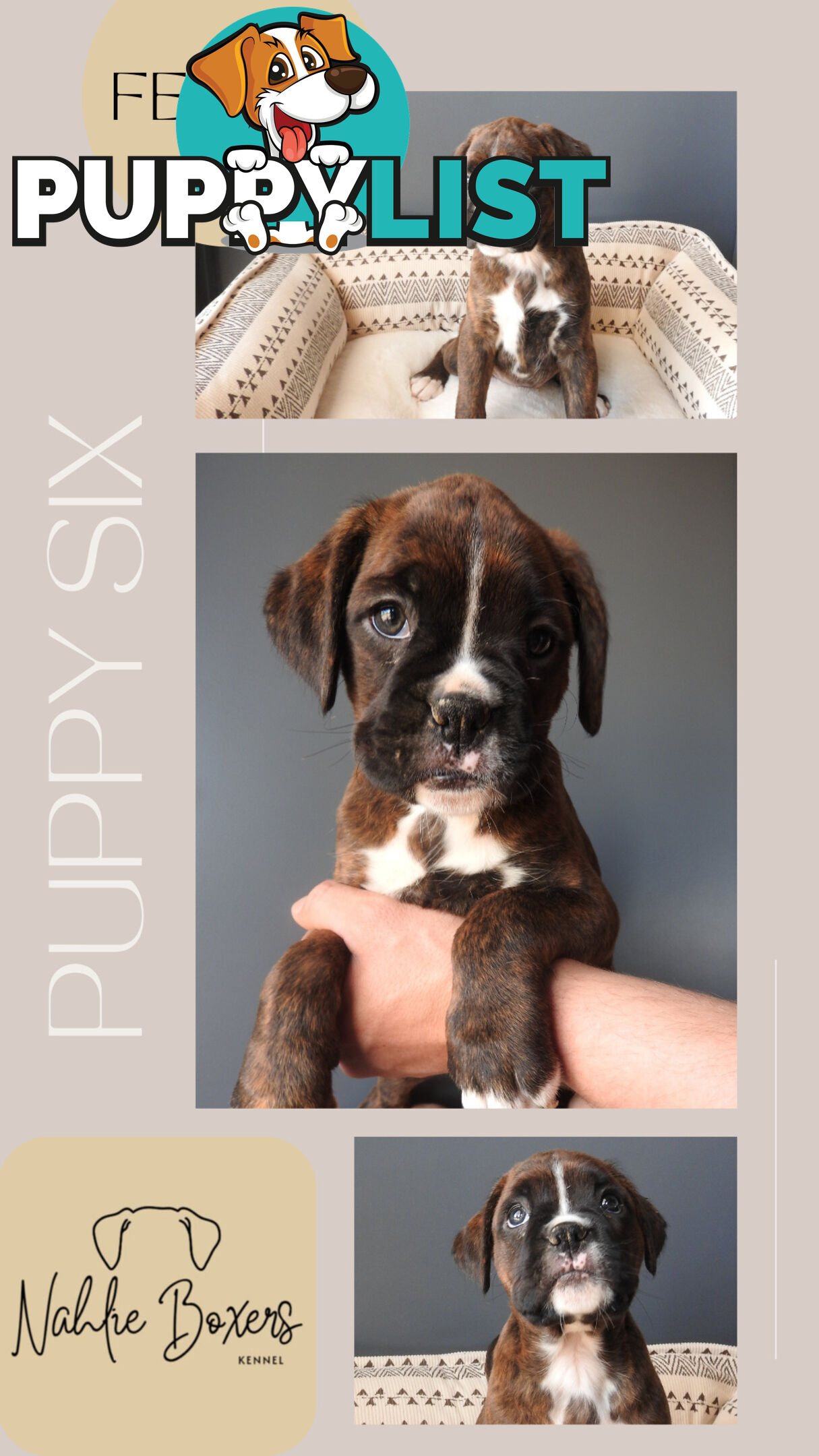 Boxer Puppies For Sale