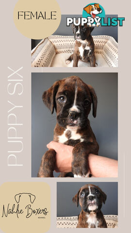 Boxer Puppies For Sale