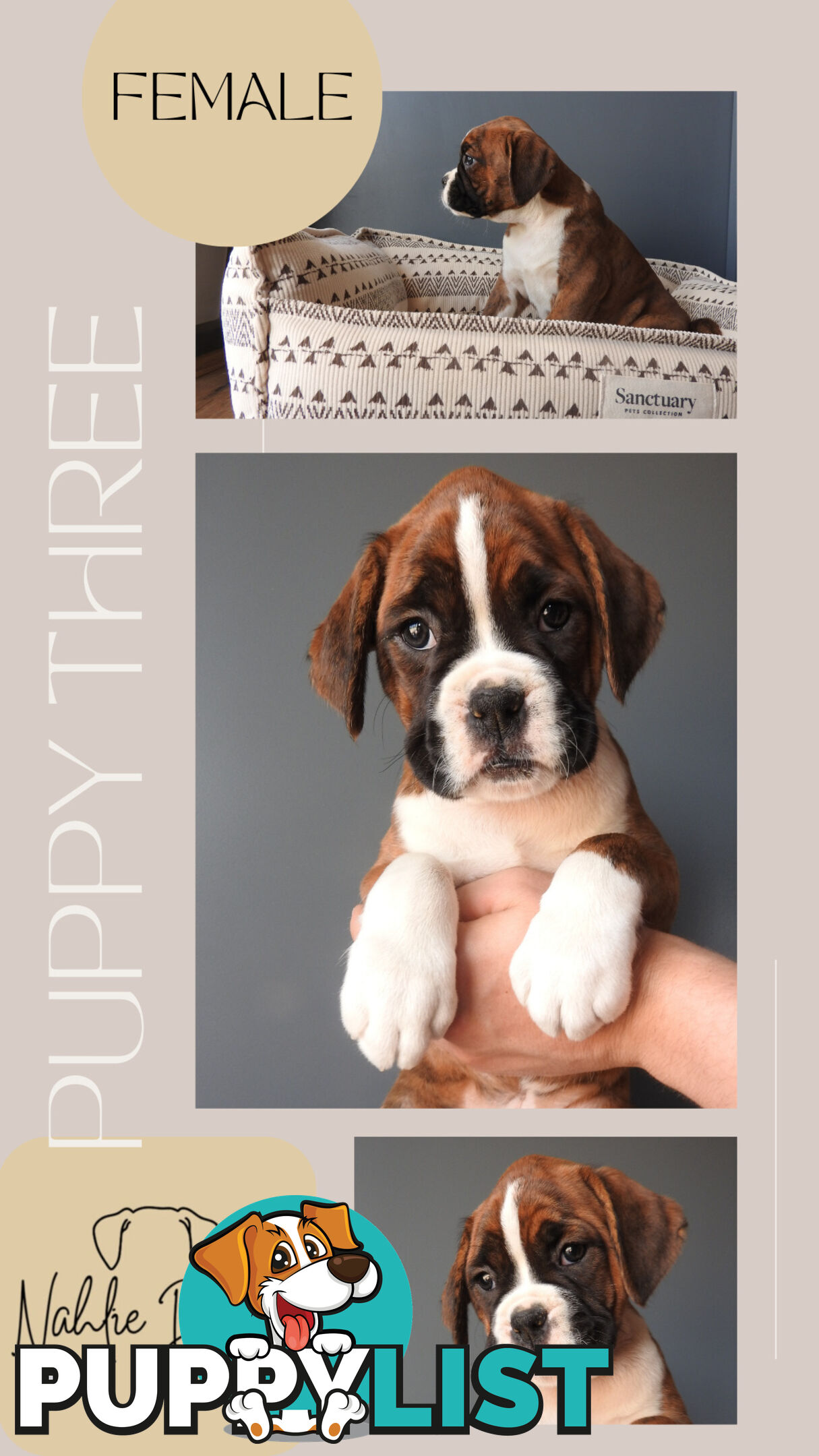 Boxer Puppies For Sale