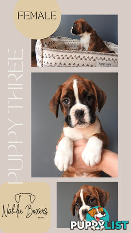 Boxer Puppies For Sale