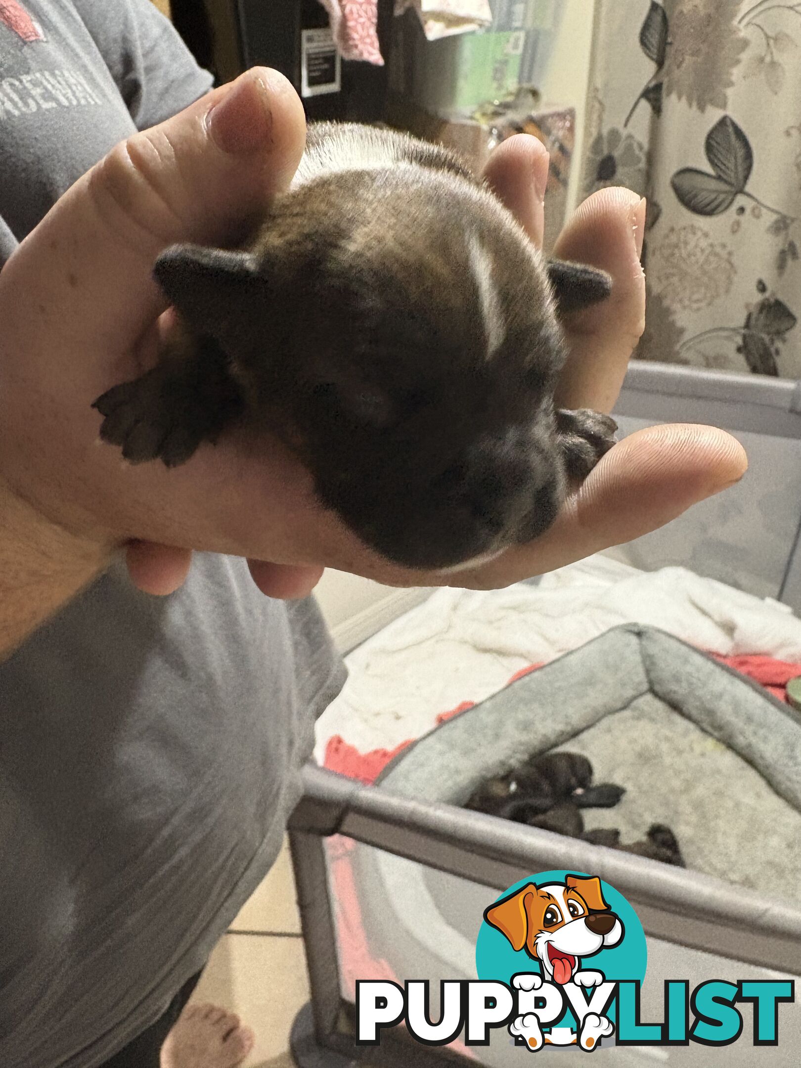 Purebred english staffy puppies
