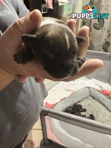 Purebred english staffy puppies