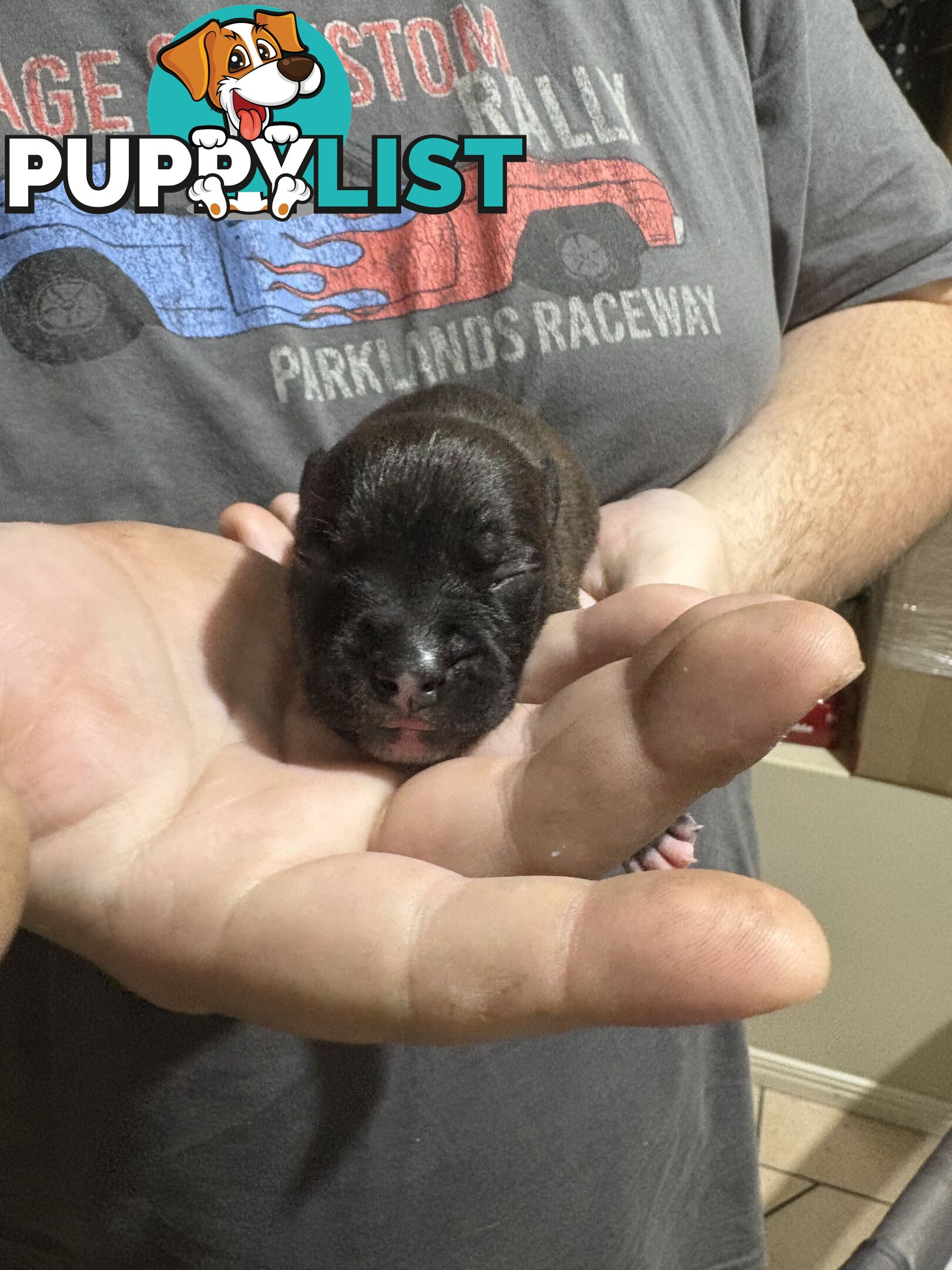 Purebred english staffy puppies