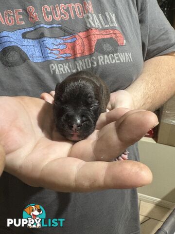 Purebred english staffy puppies