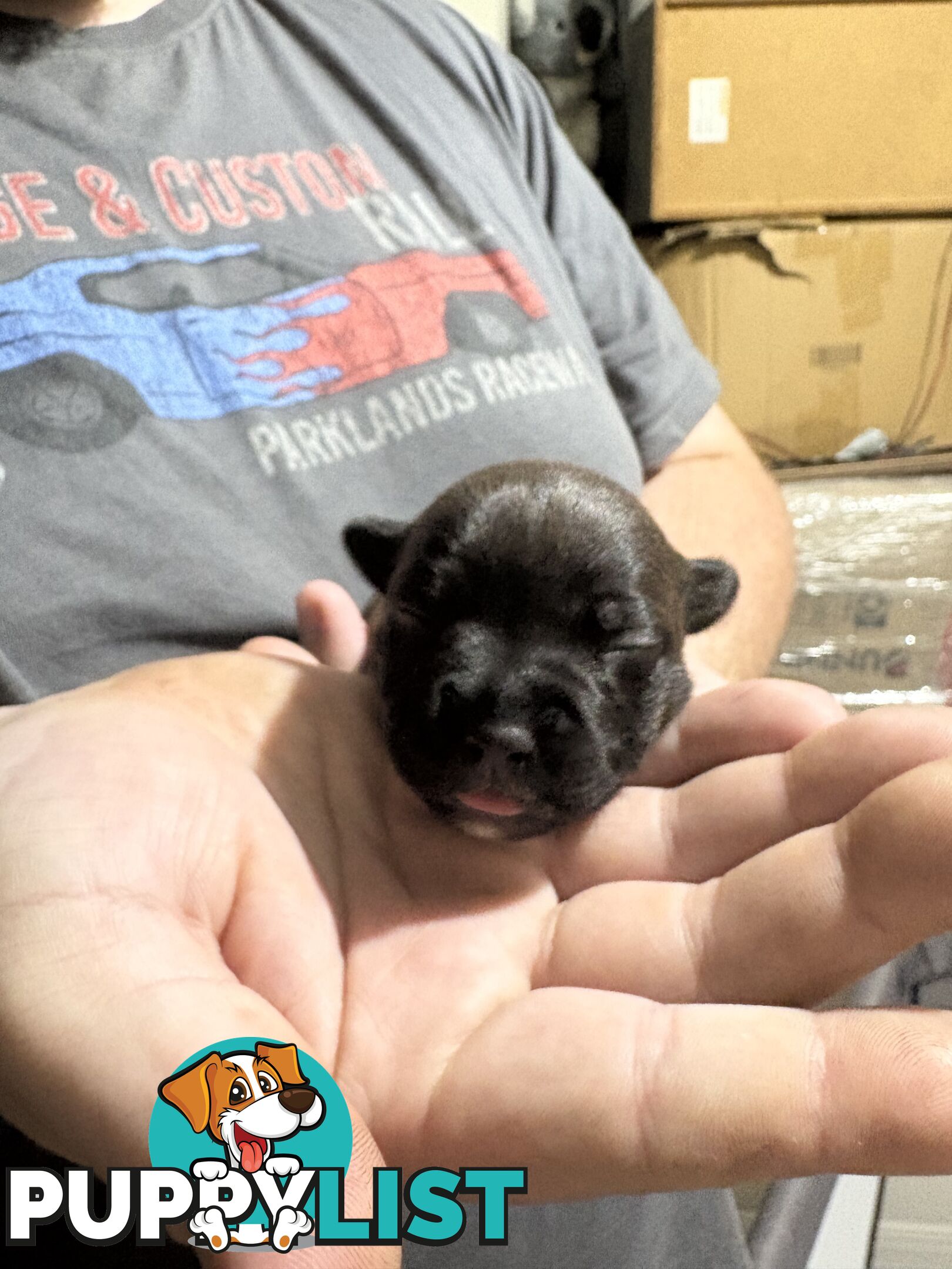 Purebred english staffy puppies