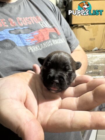 Purebred english staffy puppies
