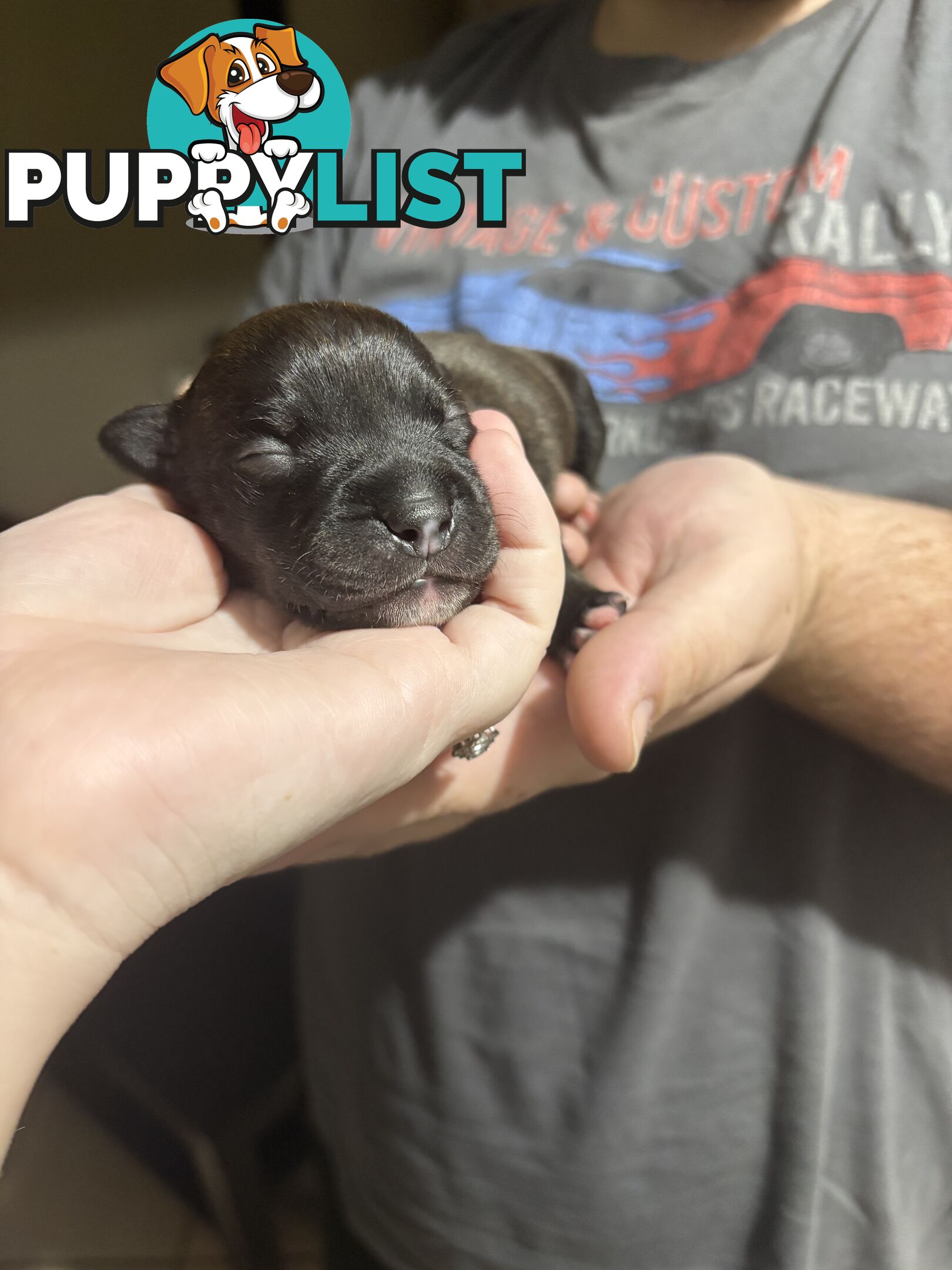 Purebred english staffy puppies