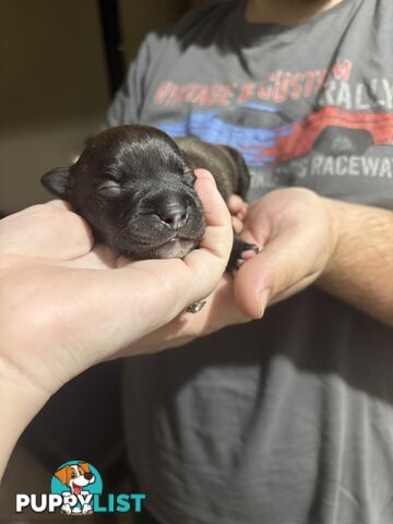 Purebred english staffy puppies