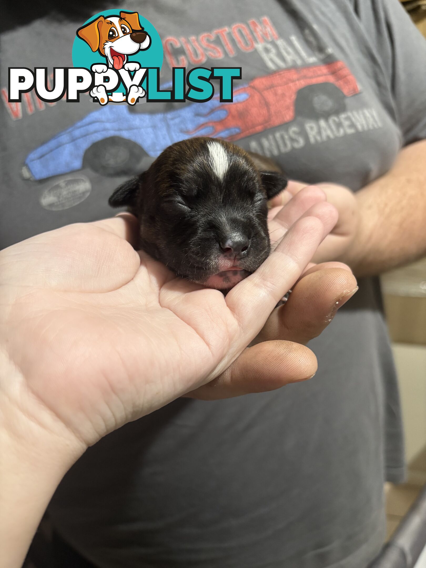 Purebred english staffy puppies