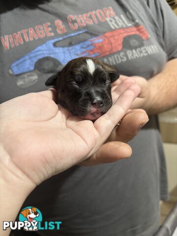 Purebred english staffy puppies