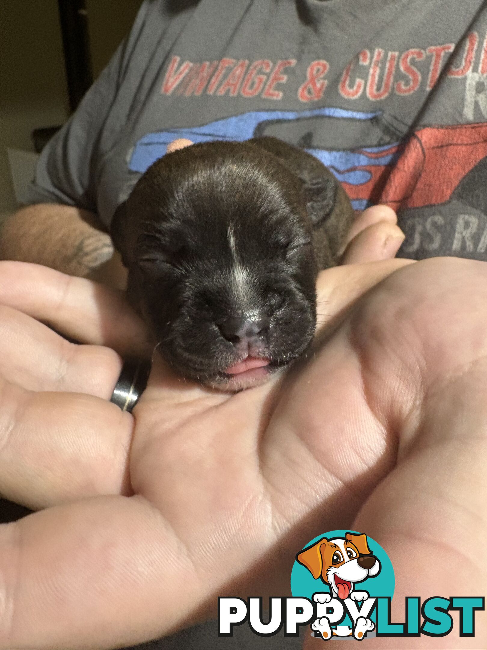 Purebred english staffy puppies