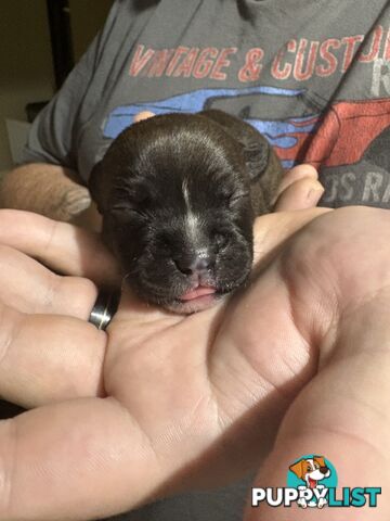 Purebred english staffy puppies