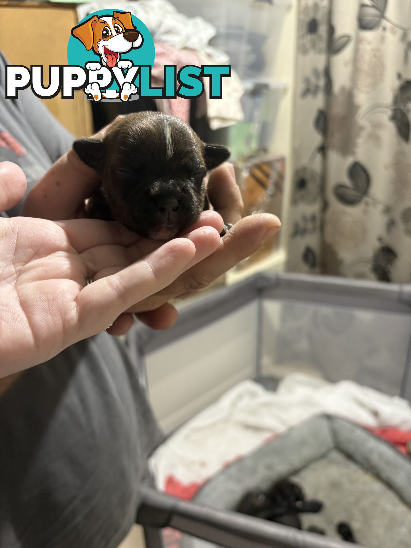 Purebred english staffy puppies