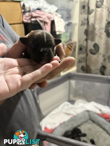 Purebred english staffy puppies
