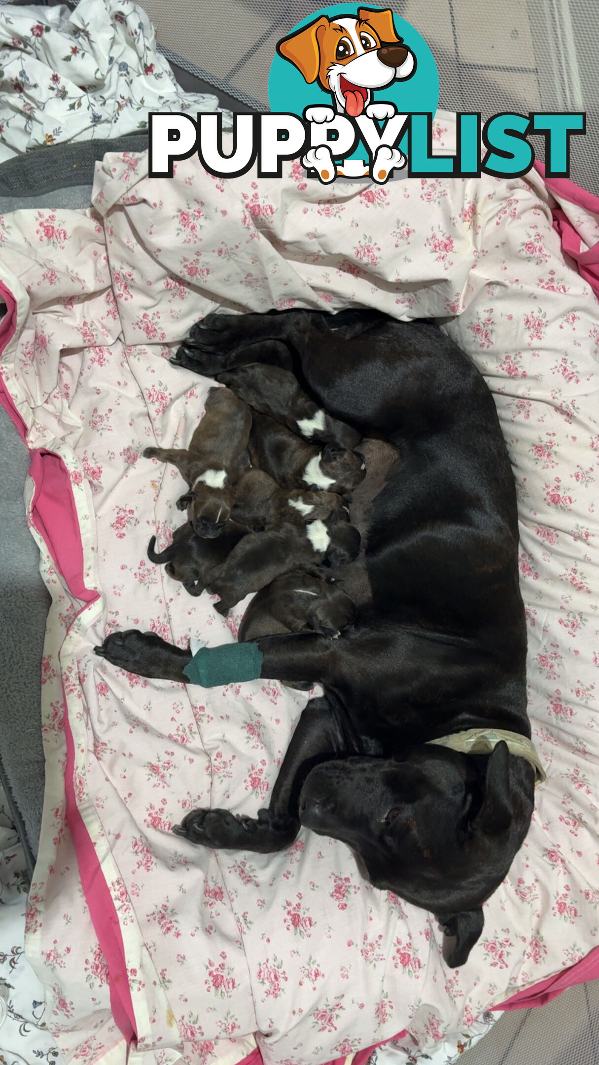 Purebred english staffy puppies