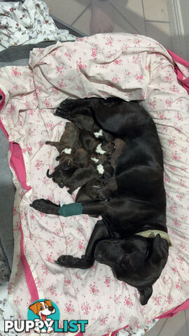 Purebred english staffy puppies