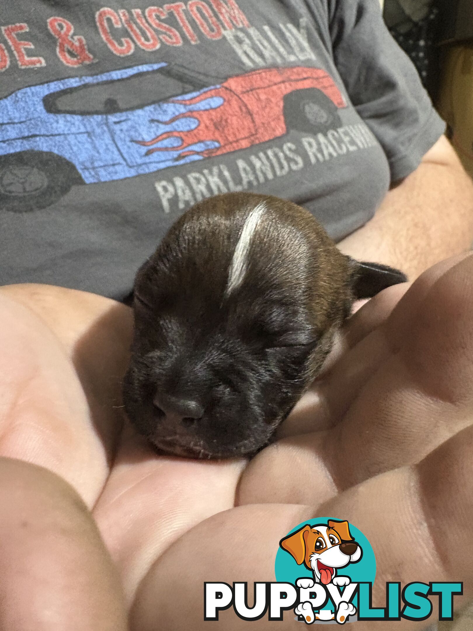 Purebred english staffy puppies