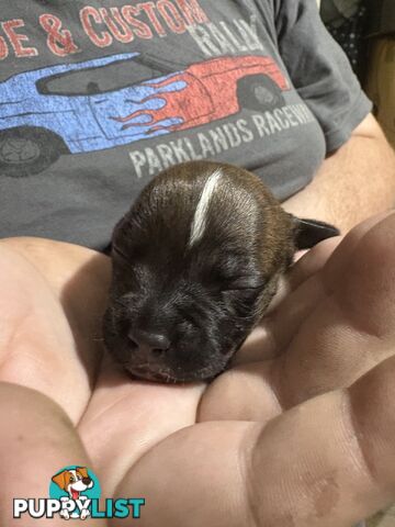 Purebred english staffy puppies
