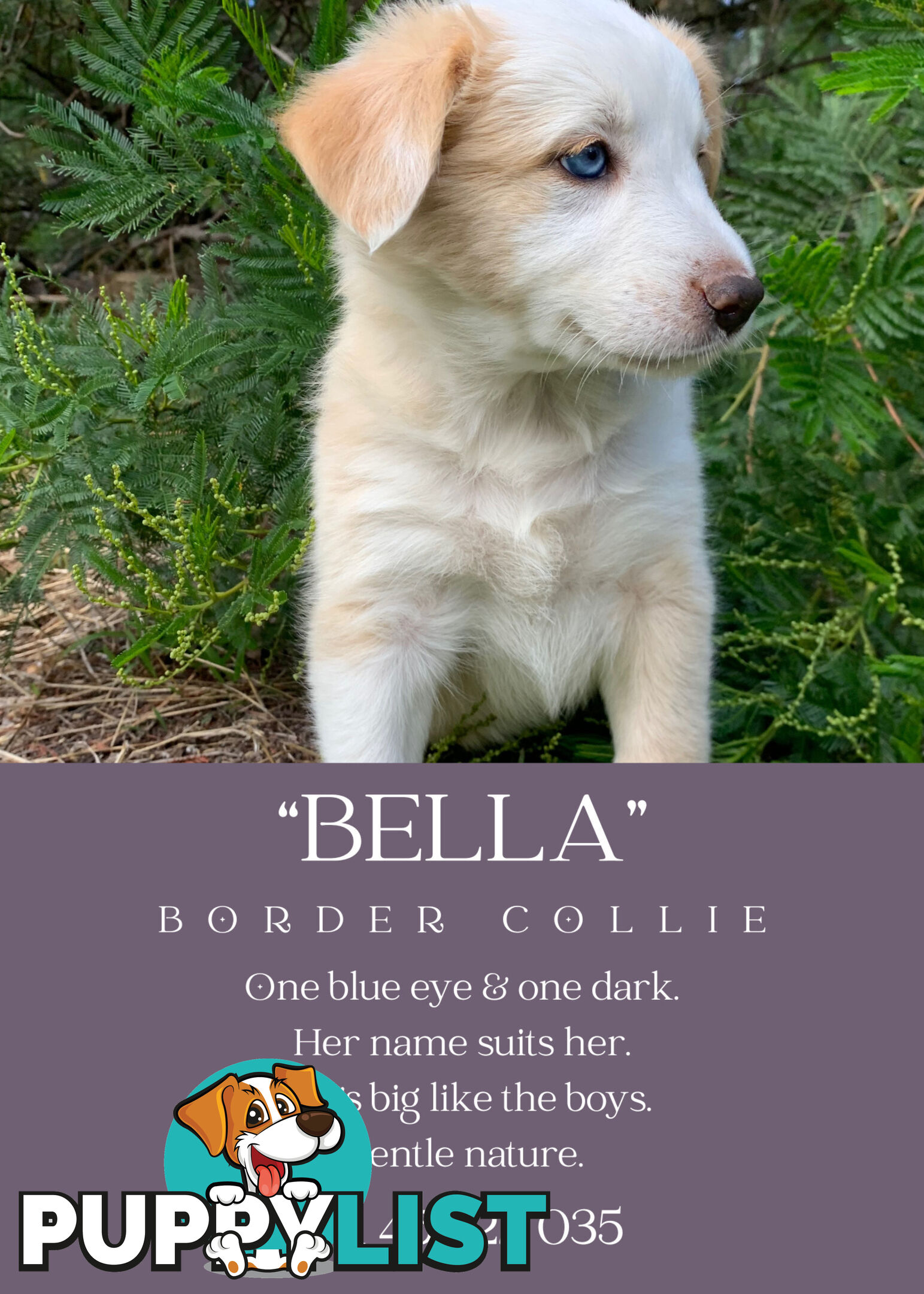 eeRed (Merle) Border Collie Pups