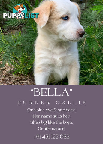 eeRed (Merle) Border Collie Pups