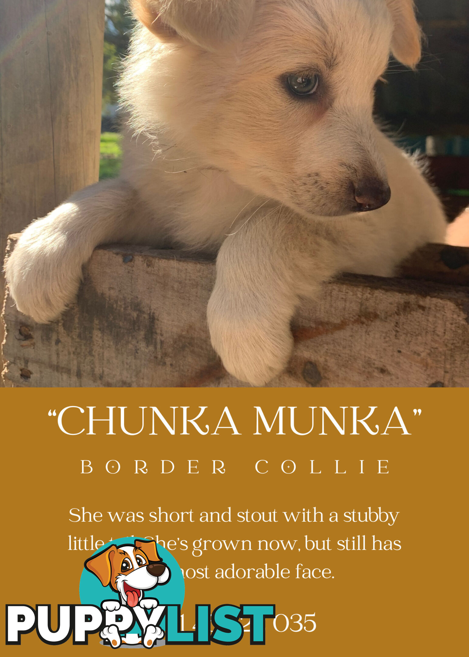 eeRed (Merle) Border Collie Pups
