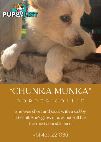 eeRed (Merle) Border Collie Pups