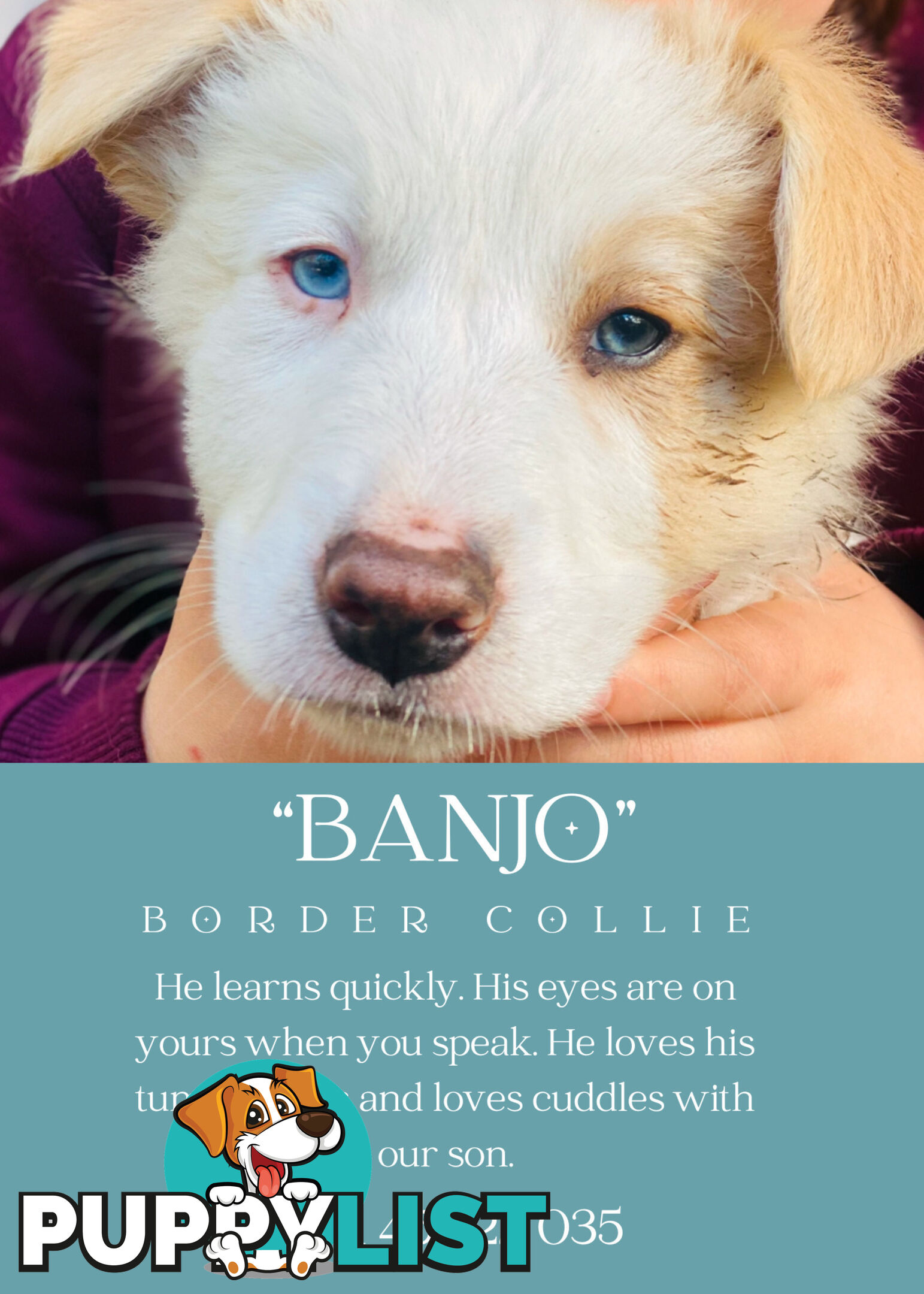 eeRed (Merle) Border Collie Pups