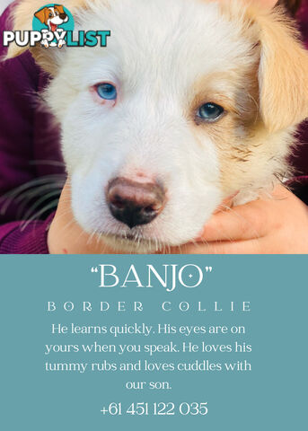eeRed (Merle) Border Collie Pups